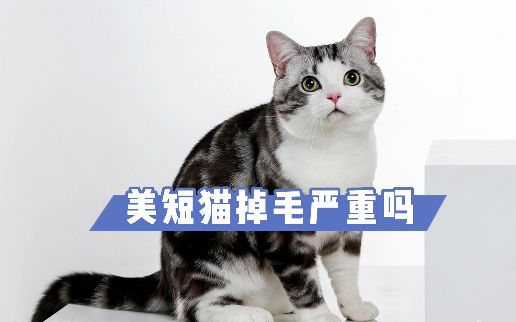 美短猫掉毛严重吗?养过的都知道哔哩哔哩bilibili