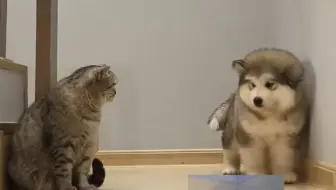 淘气的小狗难免会遭到小猫的毒打