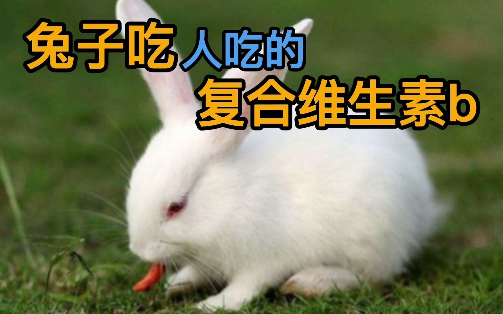 兔子吃人吃的复合维生素b