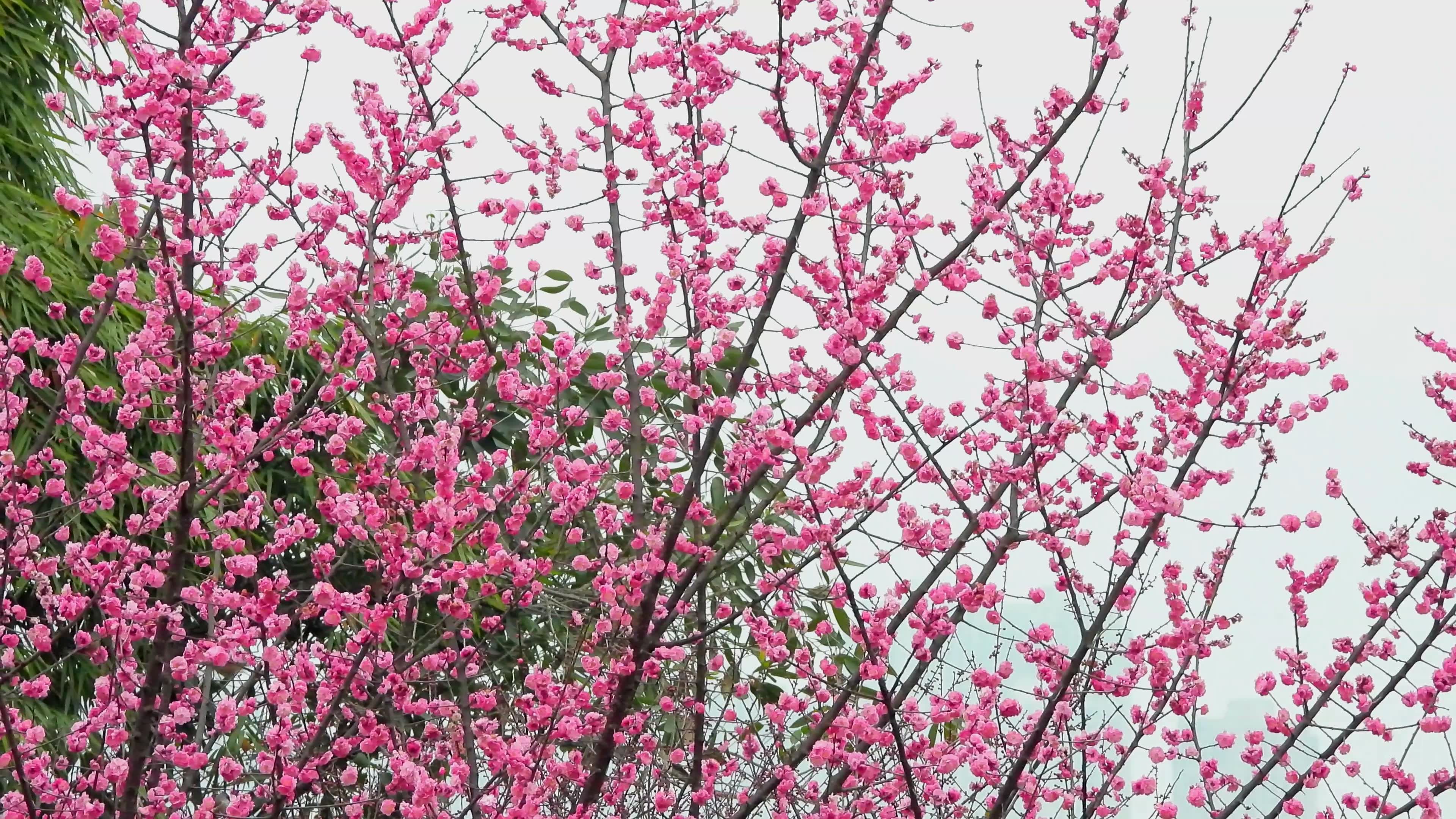 梅花盛开,一群黑额凤鹛吃花蜜,黑额凤鹛叫声哔哩哔哩bilibili