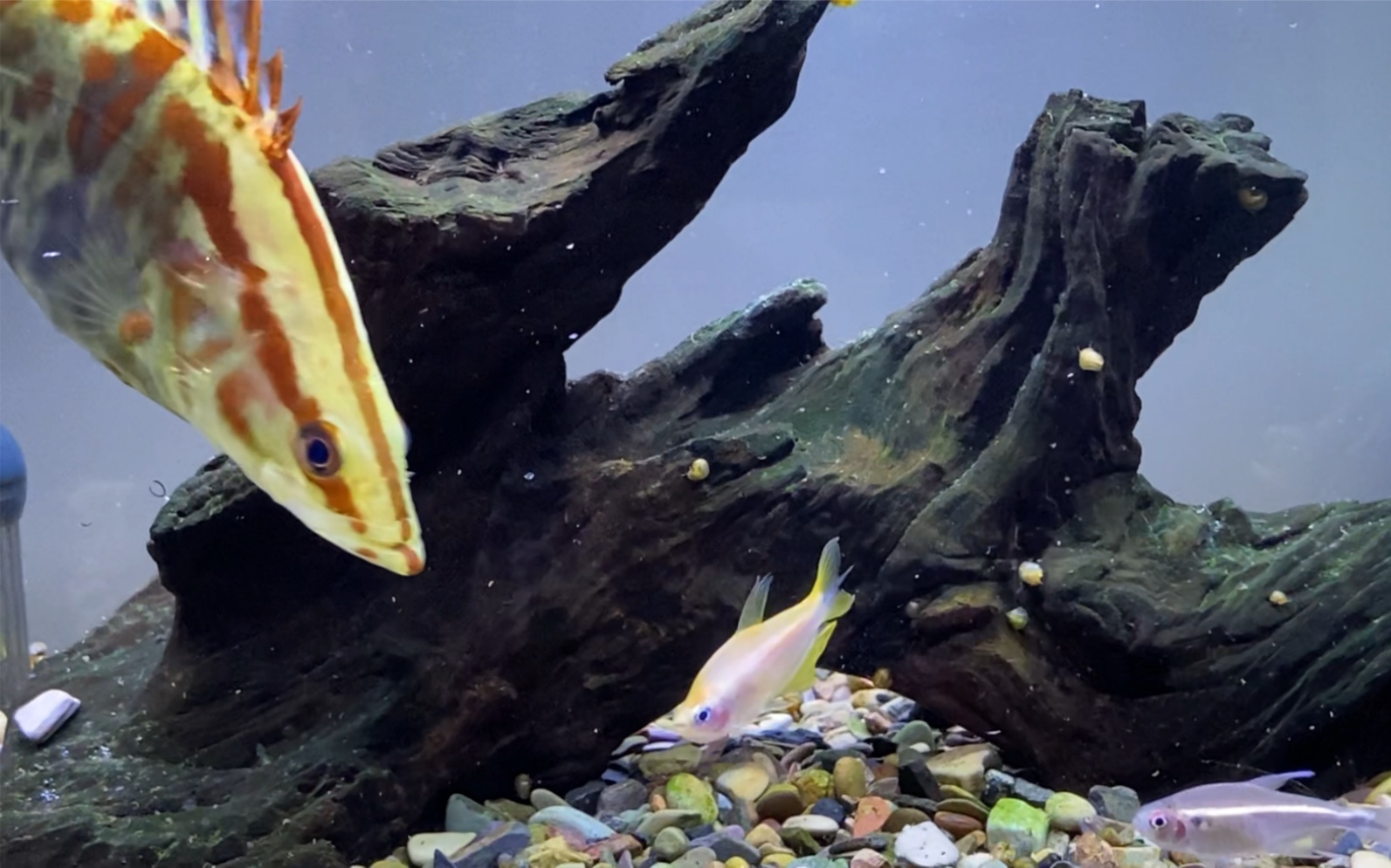 今天拿点帝王灯喷火灯红绿灯黑莲灯种鱼喂一下红纹鳜_哔哩哔哩_bili