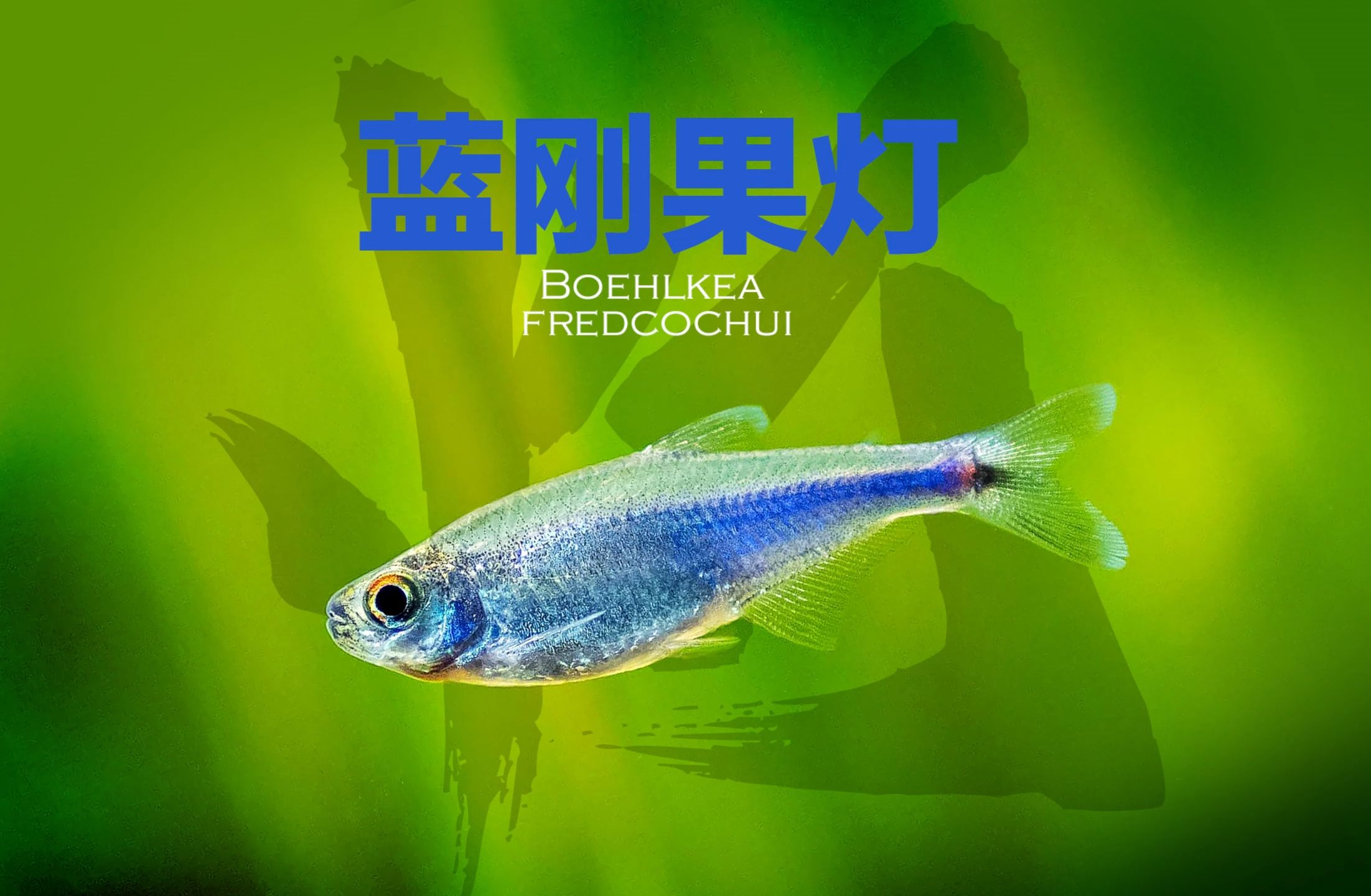 蓝刚果灯Blue tetra,Boehlkea fredcochui哔哩哔哩bilibili