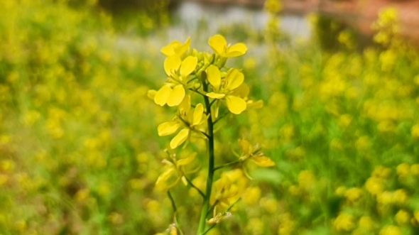 一花一草皆风景哔哩哔哩bilibili