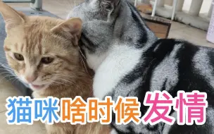 Скачать видео: 猫咪啥时候发情