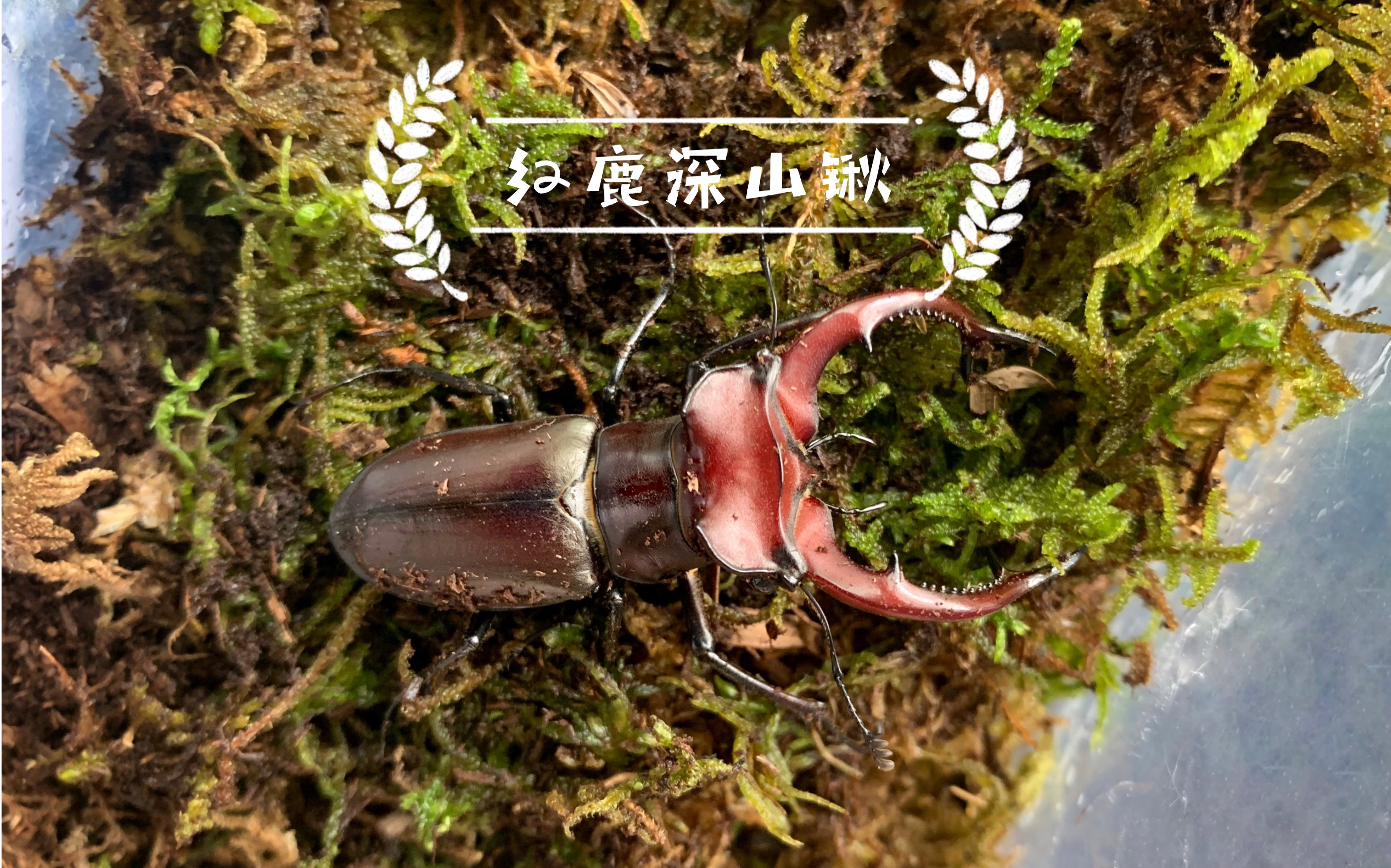 【红鹿深山锹形虫】羽化实录