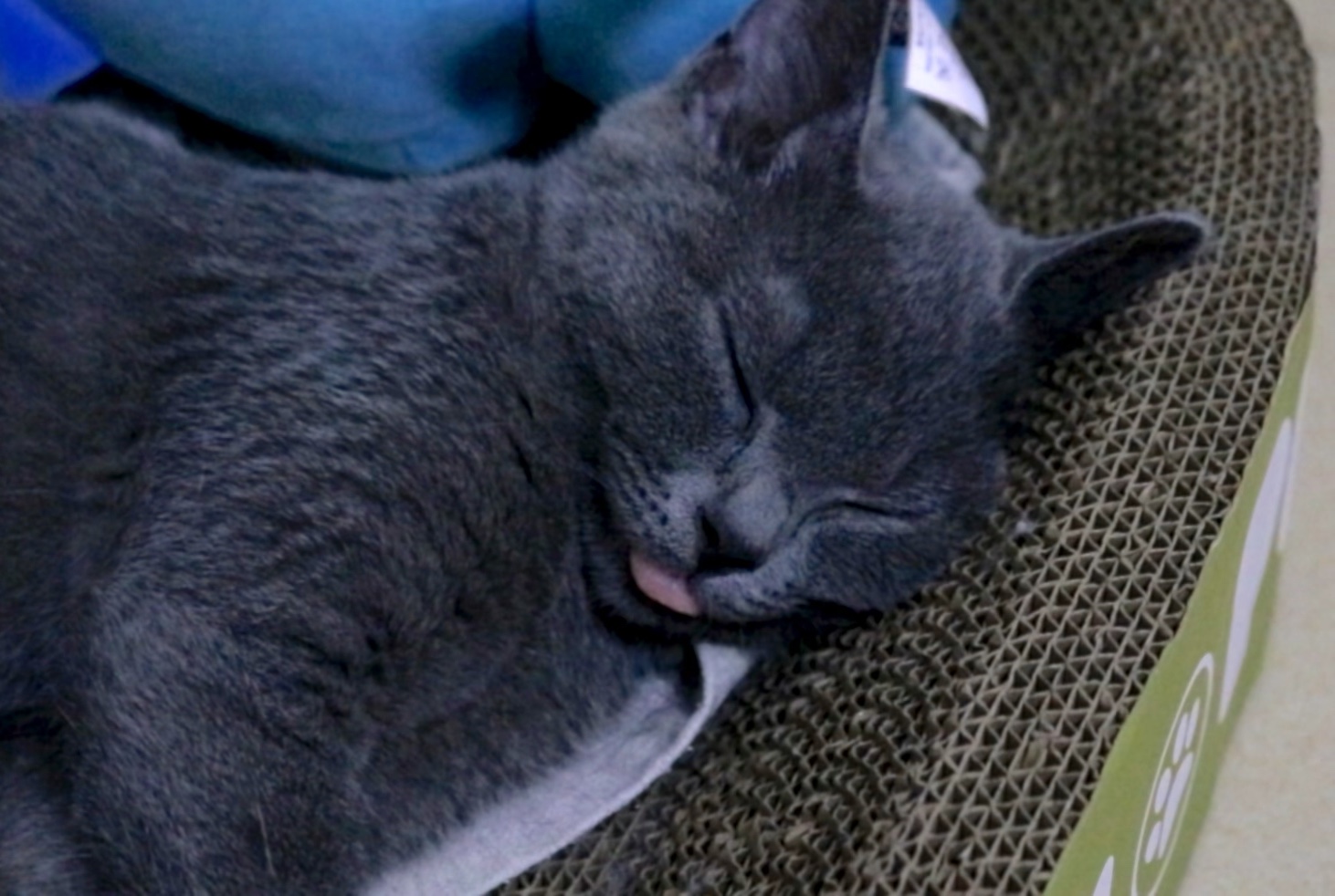 撸猫日常(014)蓝猫伸舌头卖萌超可爱!