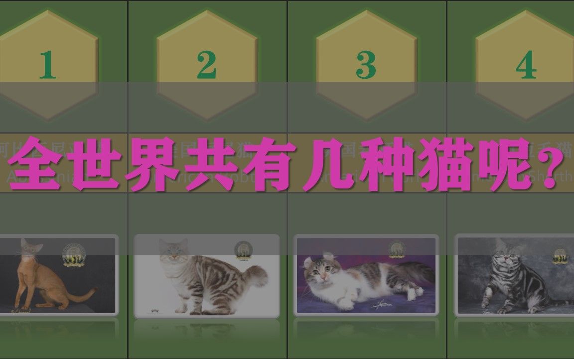 全世界地球一共有多少种猫呢?CFA猫哔哩哔哩bilibili