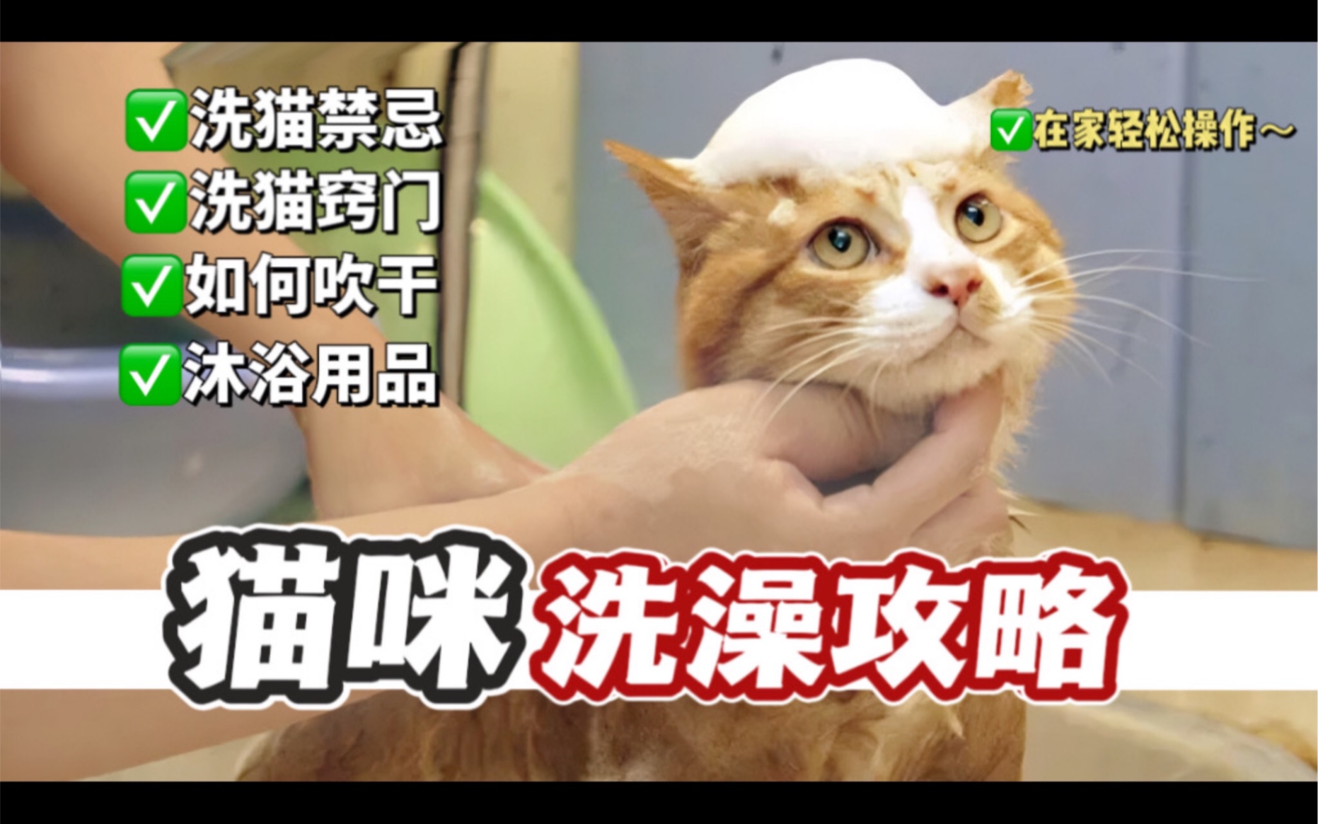 新手养猫必看|猫咪洗澡的正确姿势!在家也能轻松操作!不伤猫,不伤人!哔哩哔哩bilibili