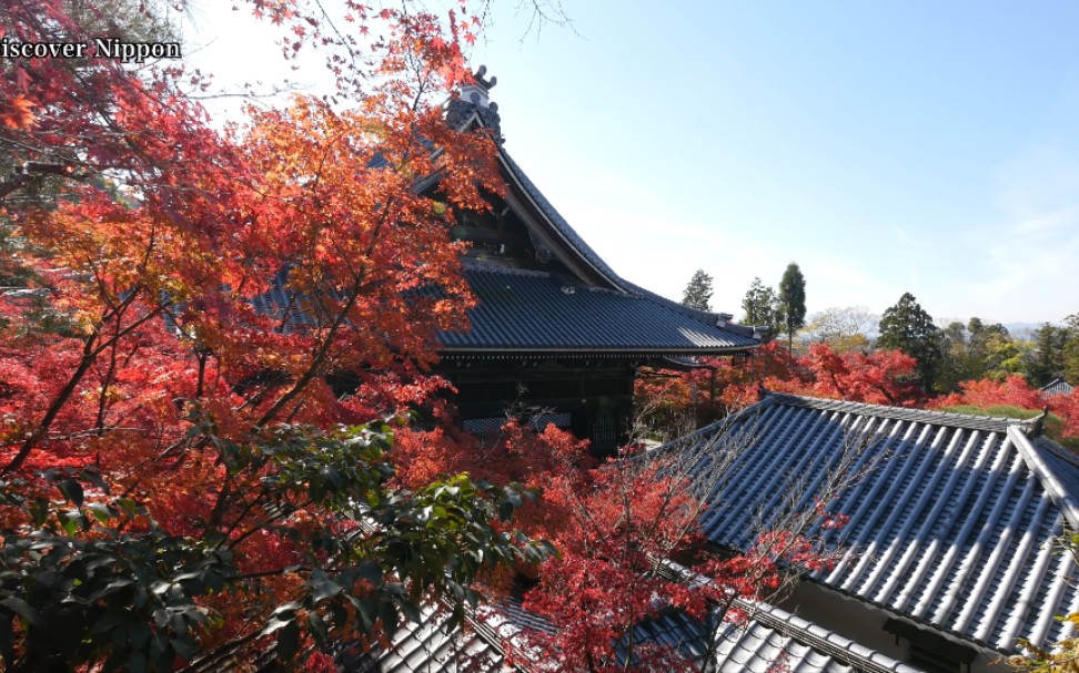 [图]4K 秋の京都の紅葉名所。