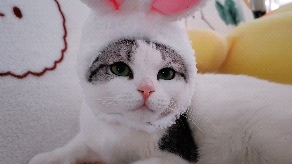 小猫咪戴头套,难得这么乖让我摆弄哈哈哈哈