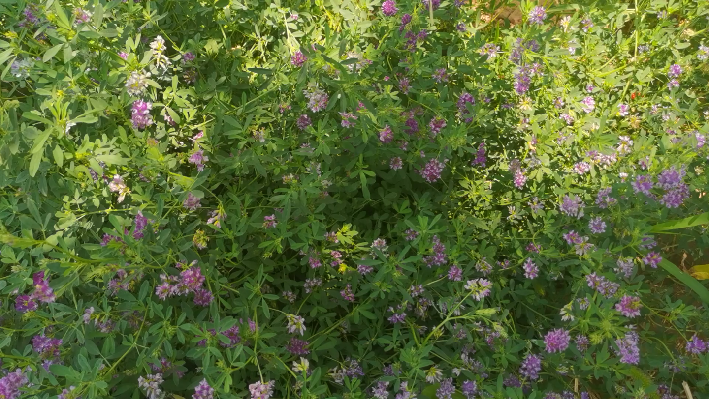 [图]【四季生活】夏日即景…蝴蝶飞呀飞