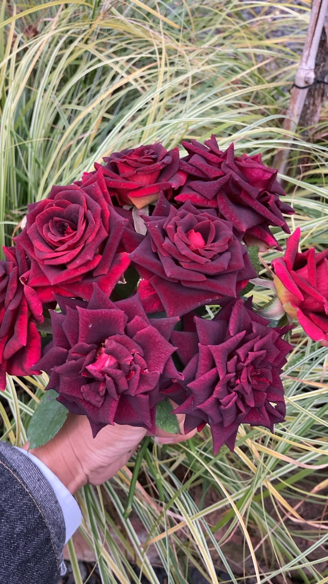 月季紫罗兰,和黑巴克和暗香还是有点不一样