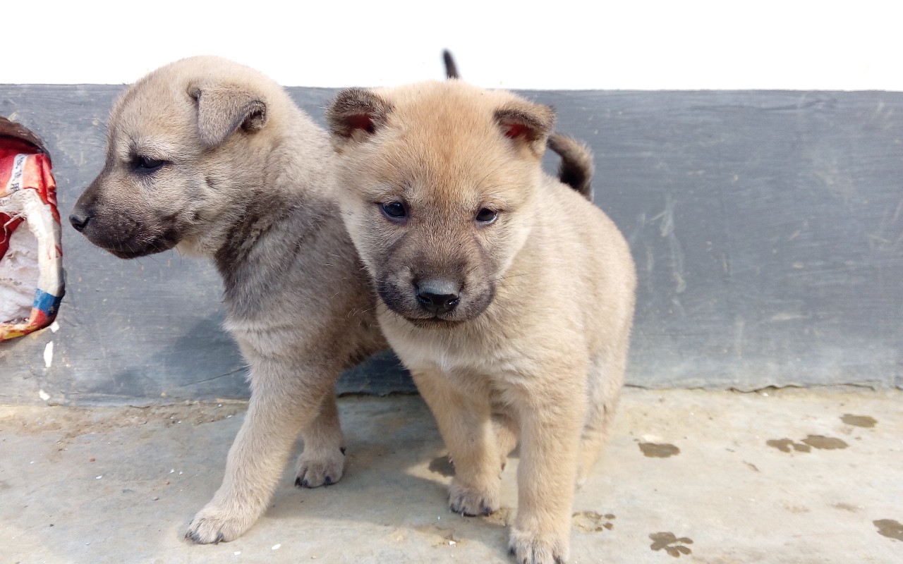 中华田园犬小时候超萌的,还很皮_哔哩哔哩_bilibili