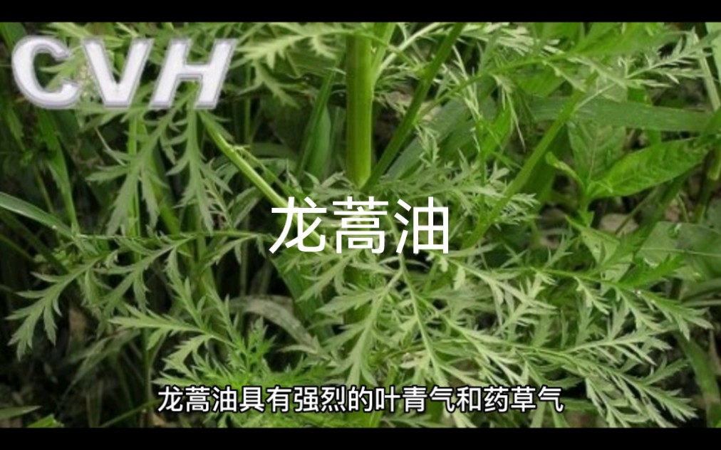 麦蒿籽油的功效(麦蒿籽油:美容养颜,降血脂,预防心血管疾病)