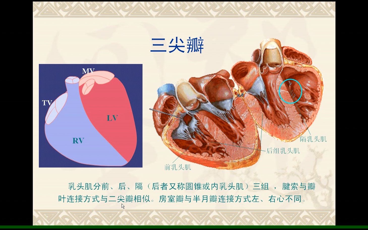 [图]cdfi彩色超声医学考试教学视频-第九章 心脏解剖与生理