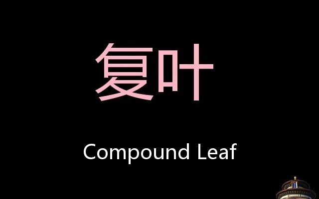 [图]复叶 Chinese Pronunciation Compound leaf