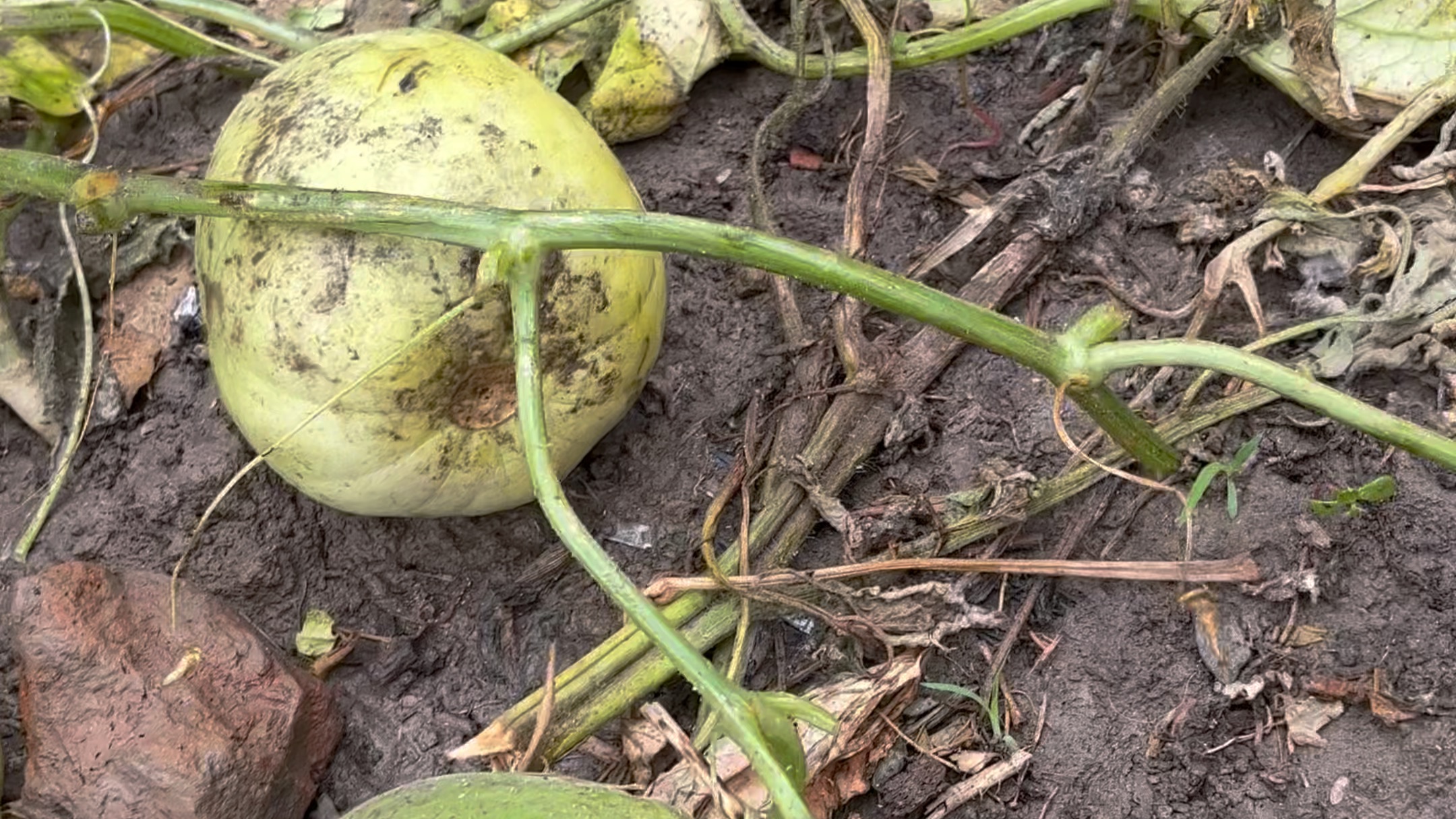 雨后的一棵野甜瓜
