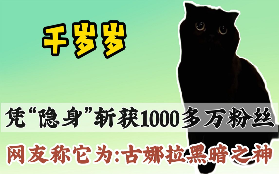 网红猫千岁岁:突然离世让1000多万粉丝泪崩,曾靠“隐身”火出圈哔哩哔哩bilibili