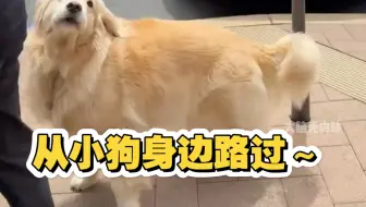 从狗狗身边经过，看看它们能否认出主人～