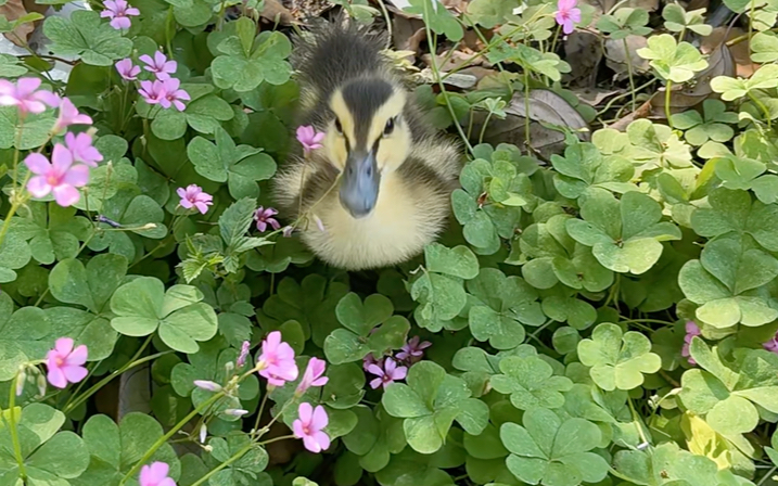 快乐小鸭子第一次花丛里耍,开心坏了