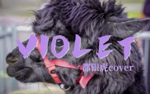 Download Video: PLAVE翻唱｜都银虎 - Violet (原唱Connor Price/Killa)｜自存学习版