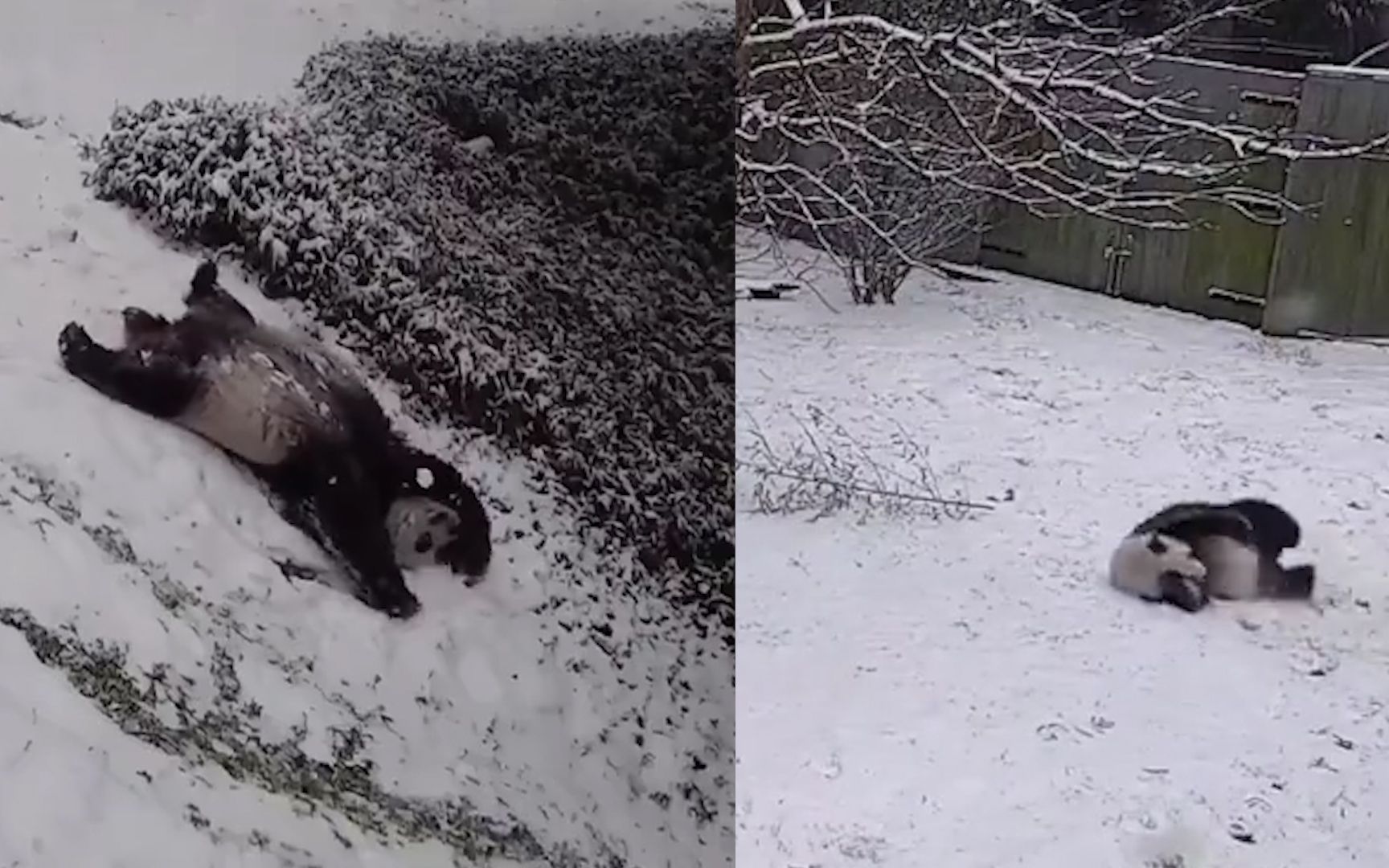 [图]华盛顿迎来大雪 旅美大熊猫美香添添雪地里撒欢 上演超萌灵魂翻滚