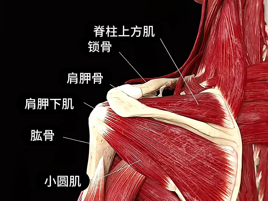 94 肩袖是由四块肌肉组成的重要部分