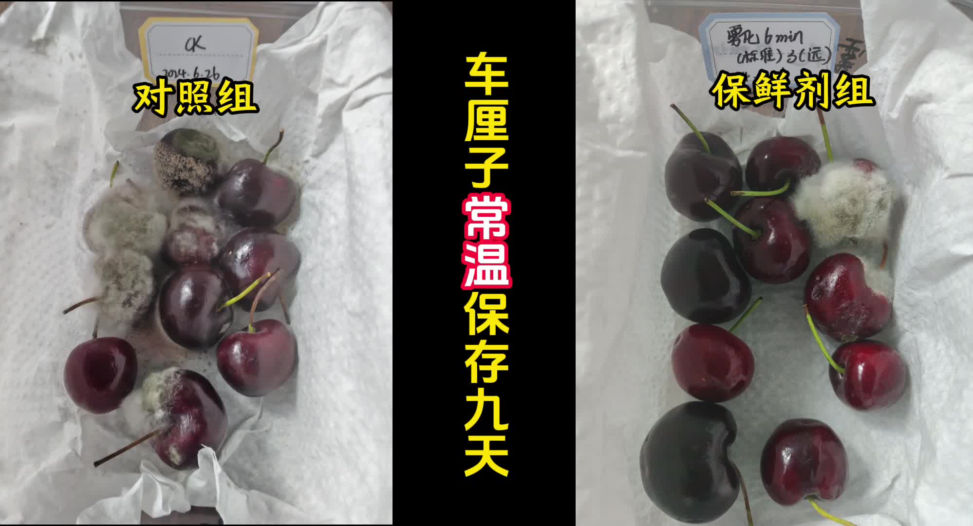 珀迪森果蔬保鲜剂厂家分享车厘子保鲜实验对比!