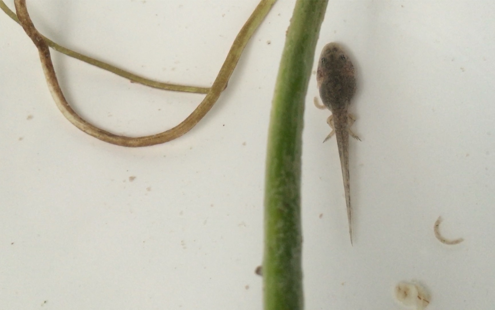 小蝌蚪长腿啦,三天才长这么点儿好慢啊_哔哩哔哩_bilibili