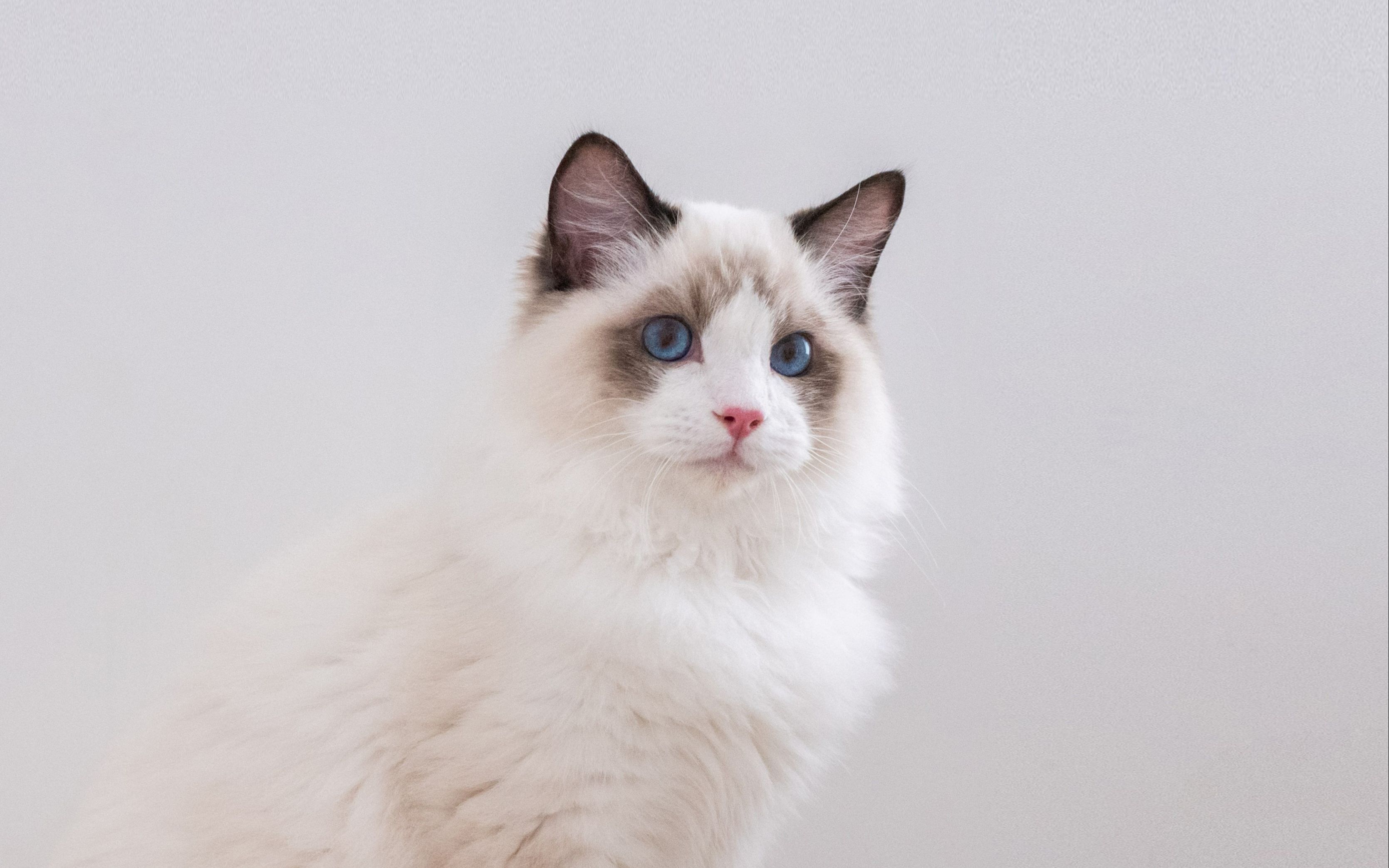 0701a海双布偶猫弟弟-海豹双色_哔哩哔哩 (゜-゜)つロ 干杯~-bilibili