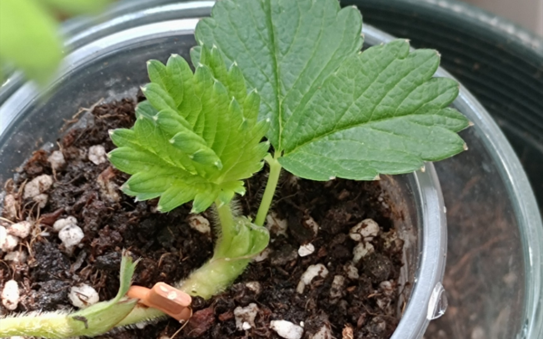 给草莓接走茎啦～