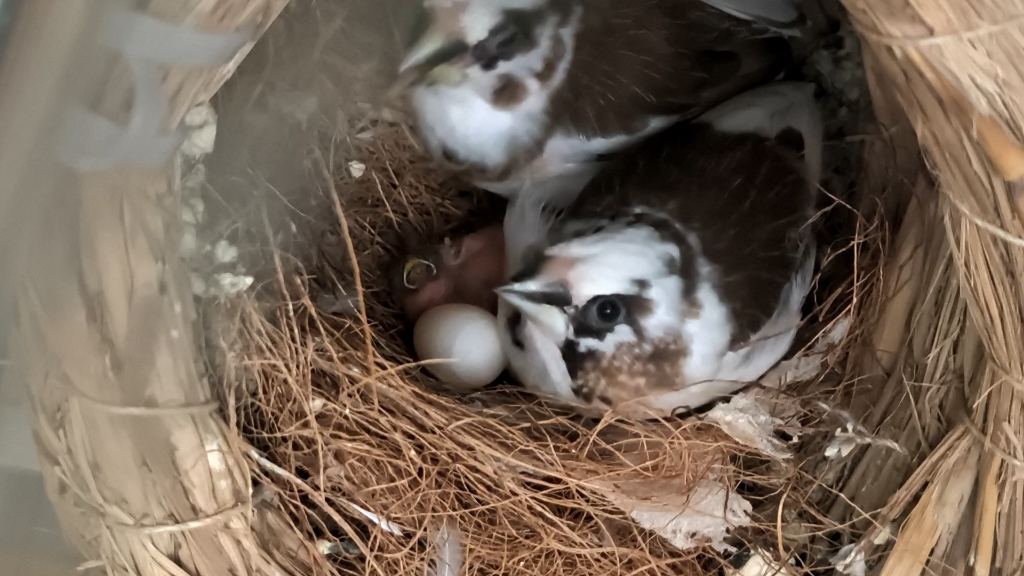 十姐妹保姆鸟育雏