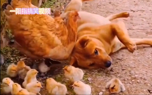 [图]看一看什么叫鸡犬不宁嘿嘿