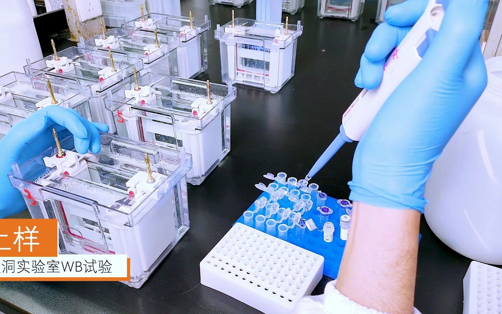 数洞实验室之wb实验关键节点全记录