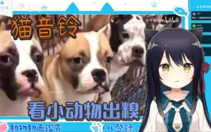 Download Video: 【猫音铃】猫音铃看小动物出糗