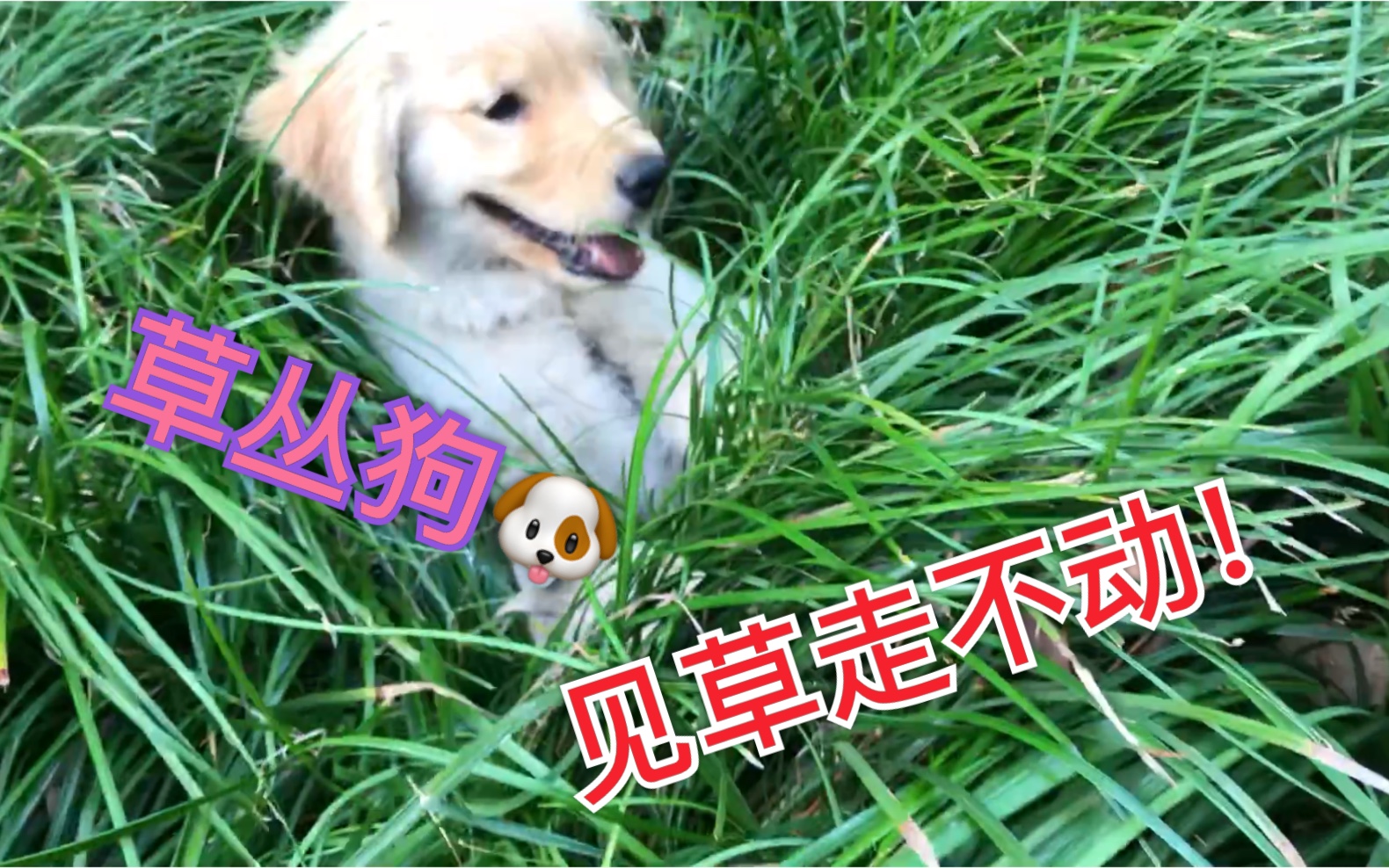 天苍苍,野茫茫,风吹草低见……汪汪!