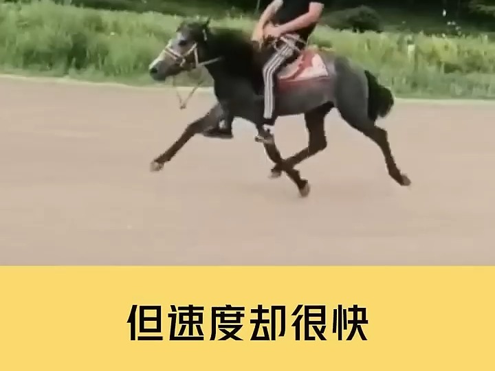 你看过这样跑的马吗?哔哩哔哩bilibili