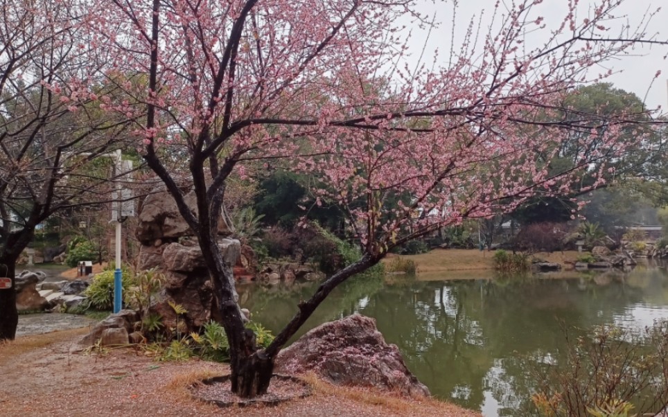 [图]春日印象～