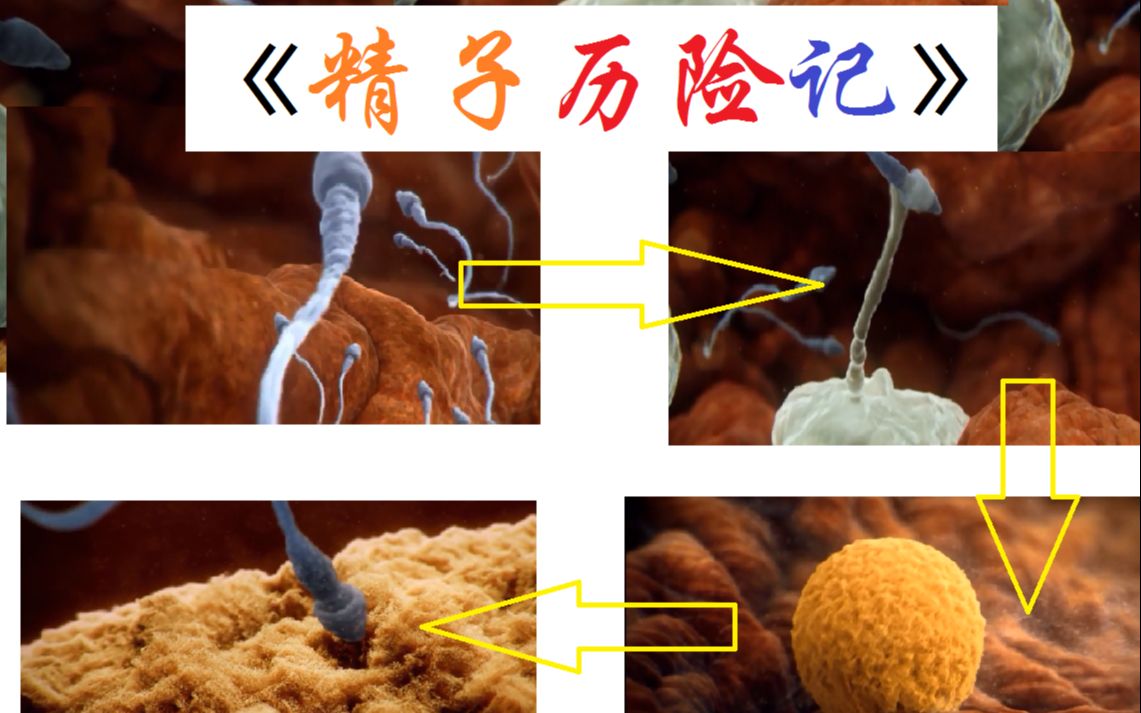 【科普】从精子到生命诞生,你我皆是英雄哔哩哔哩bilibili