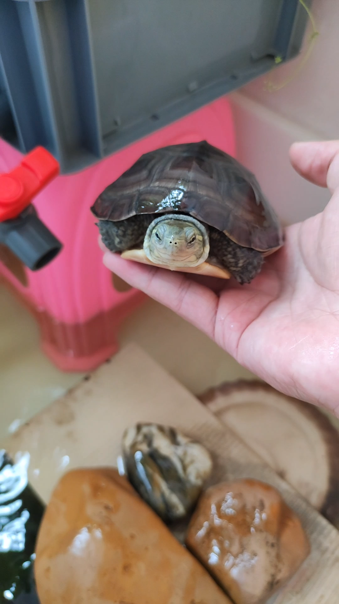 【捡漏】30买的,这是腊吗?