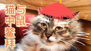 花枝鼠 给老鼠配个猫的音乐 哔哩哔哩 つロ干杯 Bilibili