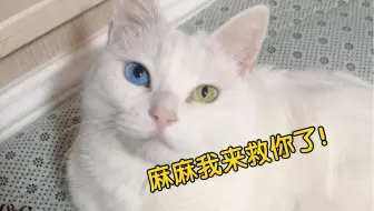 花两百块买的小白猫咋不会抓老鼠捏 哔哩哔哩 Bilibili