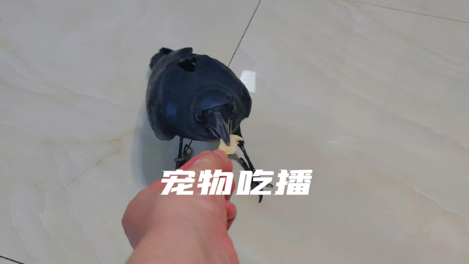 宠物吃播哔哩哔哩bilibili