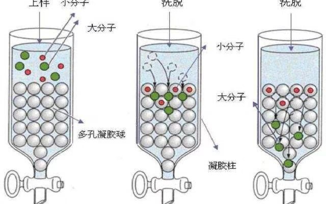 凝胶过滤、SDSPAGE、等点聚焦分离纯化蛋白质及分子量测定哔哩哔哩bilibili