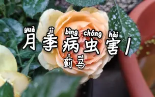 Tải video: 月季病虫害之蓟马