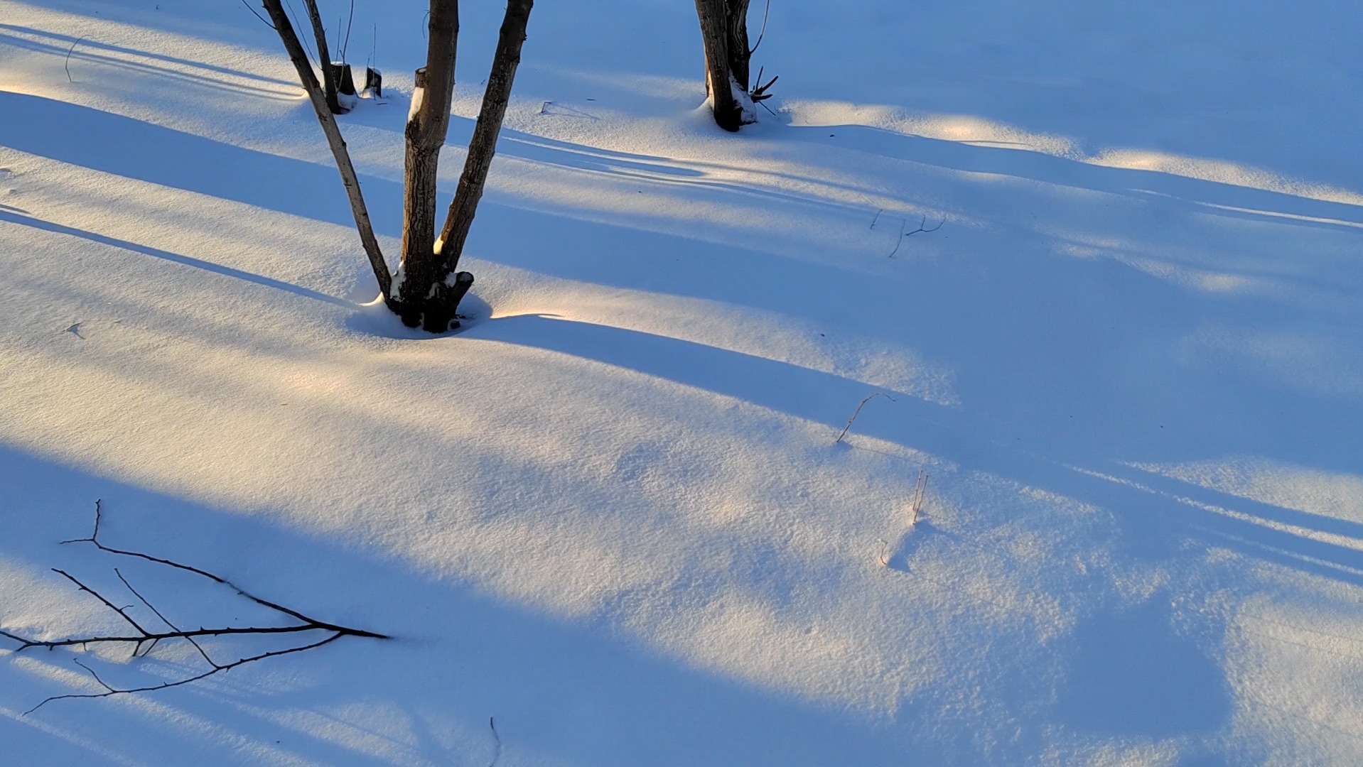 在阳光下,树林的雪地里留下了光和树的影子.