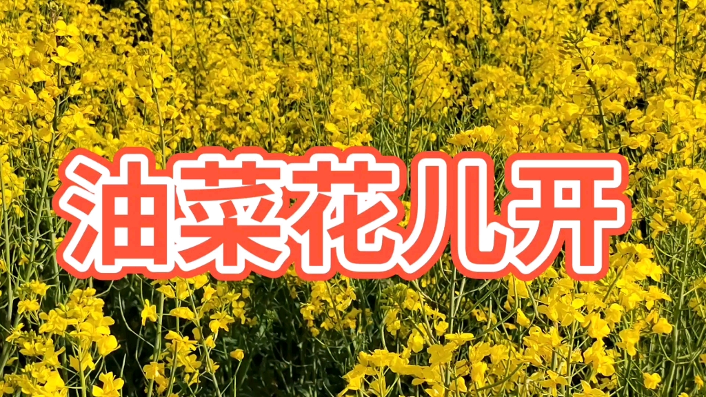 [图]最美的乡村田野油菜花迷人景色，一首好听的歌曲《油菜花开》云南省禄丰市徐源实拍录制