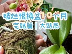 Download Video: 蝴蝶兰养护｜破烂根抢救纪实｜历经10个月的变化｜大结局，完结篇，蝴蝶兰烂根不知道怎么办的看过来