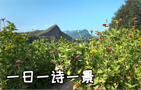 [图]黄四娘家花满蹊，千朵万朵压枝低| 一日一诗一景