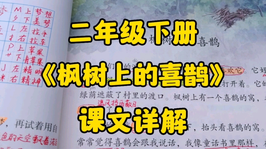 二年级语文下册:《枫树上的喜鹊》课文详解,这又是一个什么有趣的故事呢?哔哩哔哩bilibili